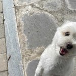 진짜 귀여운 강쥐 사진 <b>뿌림</b>