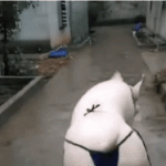 김정숙 여사님 샤넬. 너무 아름다우세요