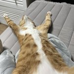 [드루와] 고양이 잠 <b>잔당</b> 보고가 얘들아