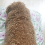 울애기들 <b>미용</b> 잘하고 있으려나