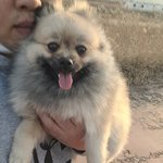 너구리 <b>포메</b> 4탄입니다