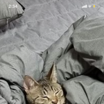 [댓글부탁해] <b>조용</b>한 남자애랑 친해지는법 아는사람..ㅠ