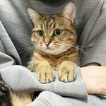 내 털로 만든 슬리퍼 보고 <b>가라</b>냥