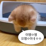 다이어트 <b>쿠키</b> 하나는 괜찮지 않오?