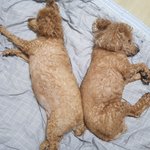 애기들 사랑해. 눈감는 그날까지