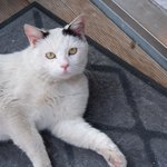 길냥이에게 1년째 키움 당하고있어요.