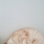 <b>집사</b> 9년차에 처음 올리는 내 고양이