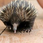 신비한 야생 밤송이, <b>바늘</b> 두더지?!