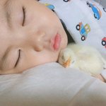 홍영기네 <b>아들</b>이 키운다는 닭