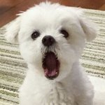 [추반] 졸사 <b>이</b> 컨셉 <b>촌</b>스러운지 ㅊㅂ 좀