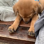 우리가 바로 시고르자브종 오둥이 22