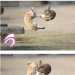 <b>토끼들</b>의 무시무시한 혈투