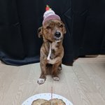 [강아지] 내이름은이태식6