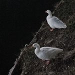 나 방금 <b>오리</b> 찍음