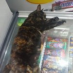 더<b>위피</b>하는 동물들