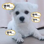 [엔하이픈] 거 <b>야옹</b>즈 브이앱은 언제해줄거요