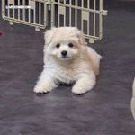 [댓글부탁해] 혹시 내 연애고민 들어줄 친구 있어?!! <b>Esfp</b>...