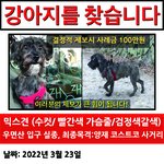 [이것좀봐줘] <b>용이</b>를 찾습니다 제발 도와주세요ㅠㅠ