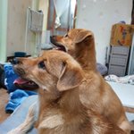 우리가 바로 시고르자브종 오둥이 23