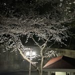 <b>위쪽</b> 판녀들 부산 벚꽃 봐라