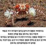 <b>전설</b>의 북사찢을 이을 게말찢