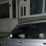 [이것좀봐줘] 울 동네에 <b>차안</b>에 버려진 개 어케 구할 수 있을까
