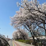 [NCT드림] 드리미들이 보낸 벚꽃사진 보고 힐링하<b>세영</b>~~