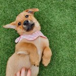 우리가 바로 시고르자브종 오둥이 24(<b>feat</b>.묘르신싼쵸)