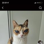 와 <b>이</b> 고양이 <b>눈</b>봐…; ㅈㄴ…