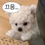 <b>백신</b>맞고 아플수록 면역력 높아진다는거 ㄹㅇ인것같지않냐