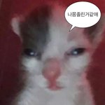 아오 봄이라 꽃가루 알러지<b>때매</b>