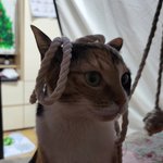 [고양이] 그냥 자랑하려고 올리는 고양이