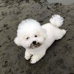 <b>탄식</b> 나오는 댕댕이모습