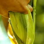 보면 짜장면이 급 땡기는 영화