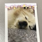 폴꾸 도전해볼게