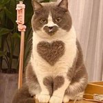 <b>집사</b>가 지루할 틈이 없는 하루