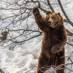 <b>곰들</b>의 놀이터