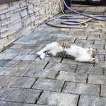 [고양이] 우리집 고영희 보고가세요