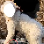 대형견이 달려들었는데 '우리 개는 안 문다'는 견주