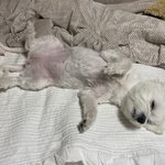 [강아지] 저희집 5.5kg 말티입니다 ^^