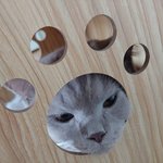[고양이] 곰이와 <b>여우</b> 일상14