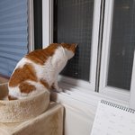 나의 동거묘 <b>도칠</b>이 2022년 취침일상 사진들..