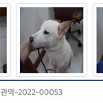유기견 입양 했는데 구청 직원이 데려갔어요