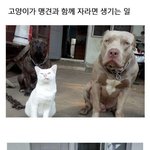 고양이가 <b>맹견</b>과 함께 자라면 생기는 일