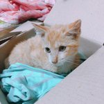 울집 냥이 자랑'ω'