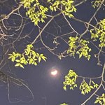 [<b>추반</b>] 오렌즈 비비링