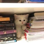 <b>잉크</b>래스팅 파데 쿨톤이 발라도됨?