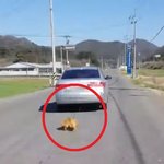 강아지 차에 매달고 달린 견주…붙잡히자 황당 변명