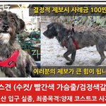 [이것좀봐줘] 검정갈색 믹스견 <b>용이</b>를 찾습니다
