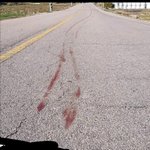 전남도로학대견